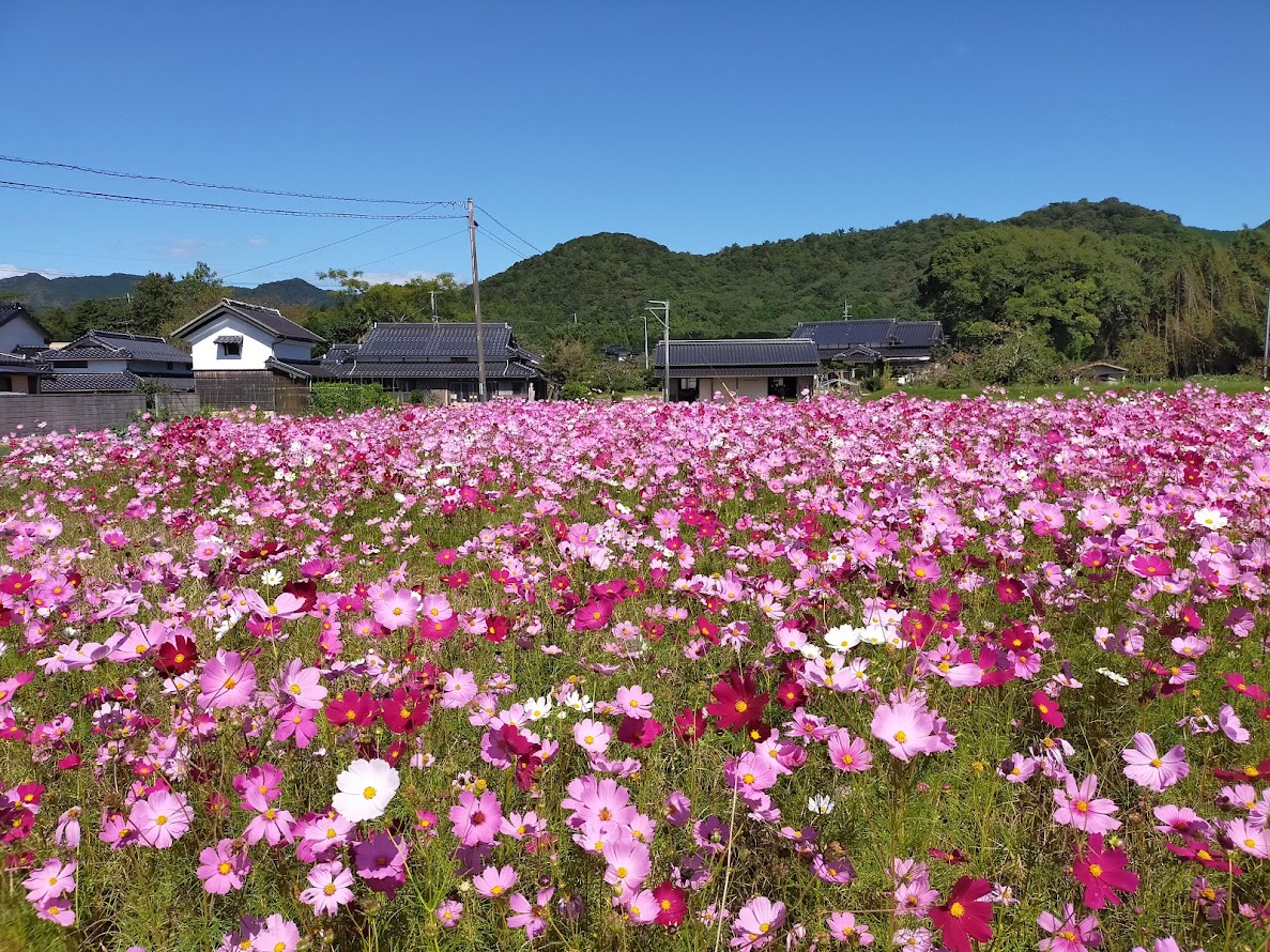休耕田に花を咲かそう 草の管理だけをしている休耕田にコスモスを撒きました | izuchan