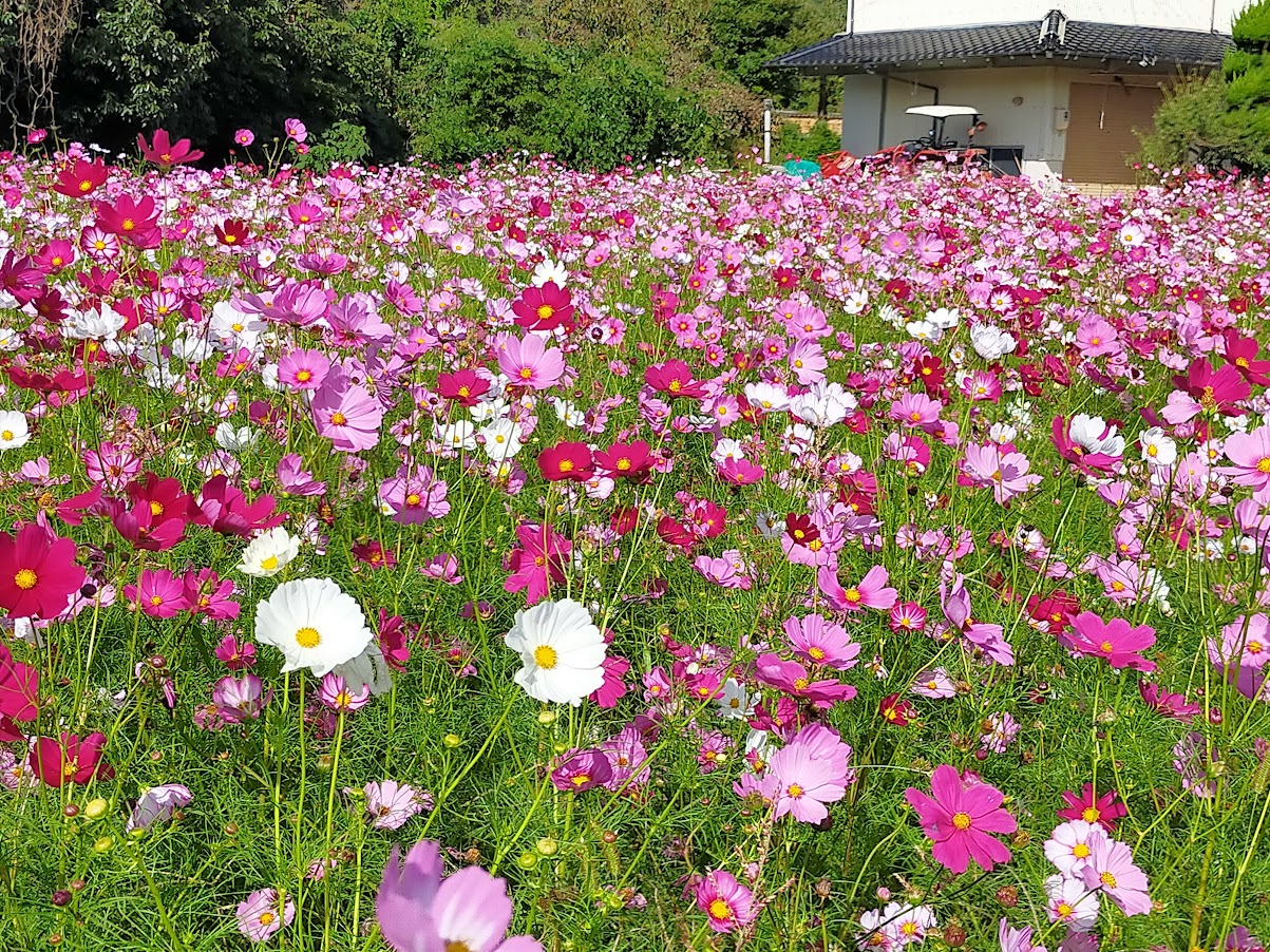 休耕田に花を咲かせよう。殺風景な休耕田にコスモスの種を撒いた。8月7日のブログの続き。 | izuchan